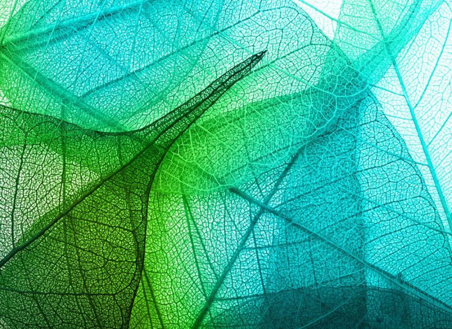 Makroaufnahme transparenter Blätter in Grün- und Blautönen mit deutlich sichtbarer Blattstruktur.